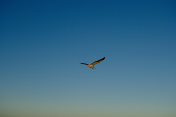 seagull in flight during sunrise