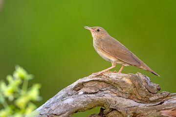 Strumieniówka (Locustella fluviatilis) © Grzegorz