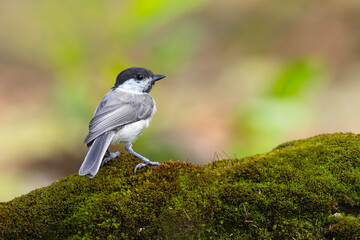 Czarnogłówka (Poecile montanus) © Grzegorz