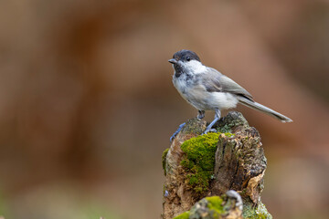 Czarnogłówka (Poecile montanus) © Grzegorz