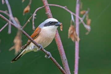 Gąsiorek (Lanius collurio) © Grzegorz