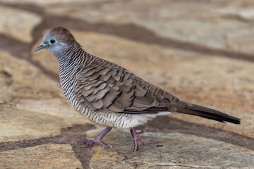 Zebra dove walking