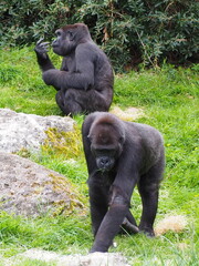 Gorilles