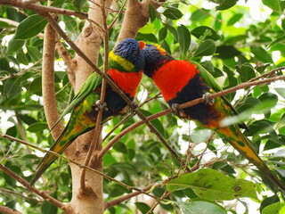 rainbow lorikeet in the tree