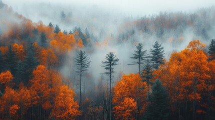 Fototapeta premium A misty autumn forest with vibrant foliage and tall trees.
