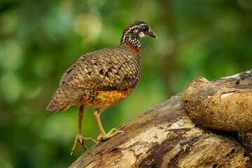 Sabah Partridge - Tropicoperdix graydoni bird in the family Phasianidae found in Borneo, formerly considered conspecific with Chestnut-necklaced partridge, partridge in the forest