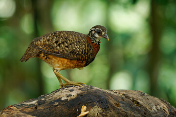 Sabah Partridge - Tropicoperdix graydoni bird in the family Phasianidae found in Borneo, formerly considered conspecific with Chestnut-necklaced partridge, partridge in the forest