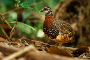 Sabah Partridge - Tropicoperdix graydoni bird in the family Phasianidae found in Borneo, formerly considered conspecific with Chestnut-necklaced partridge, partridge in the forest