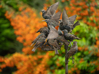 Starlings feeding in a garden