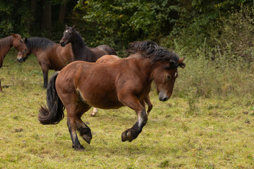 Kaltblut im Galopp