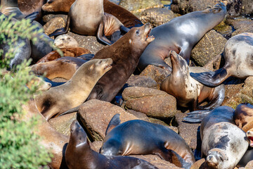 Seals sunbathing on beach