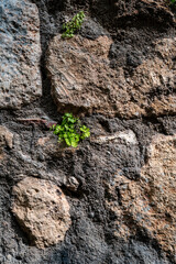 Seamless Texture Of Medieval Wall Of Stone Blocks