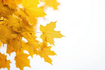 Golden maple leaves in autumn on a white background with copy space, close-up Golden sunlight filters through the yellow and orange fall foliage Generative AI