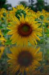 Sun-Kissed Elegance: A Sunflower in Full Bloom and Reflection