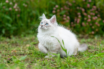 Adorable white kitten with blue eyes