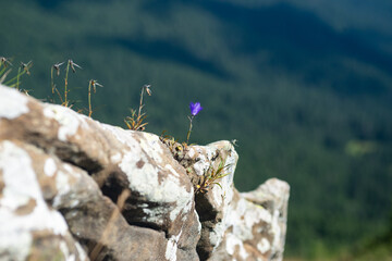 flower on the mountain high