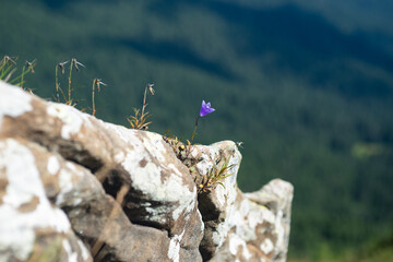 flower mountain