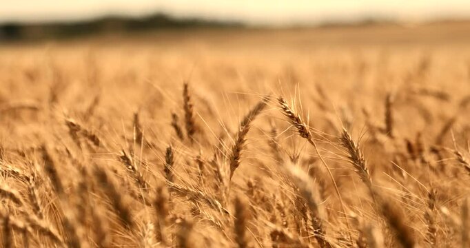 A vast golden wheat field under a clear blue sky on a sunny day, showcasing the beauty of rural agricultural landscapes