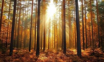 Obraz premium tall pine trees in a forest with sunlight filtering through, highlighting the autumn colors of orange and brown, providing a serene and peaceful atmosphere