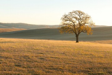 Fototapeta premium A single tree in a vast field during sunset, casting a long shadow across the grass. 