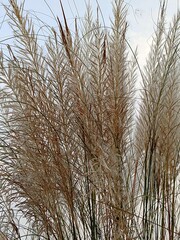 Obraz premium Beautiful white kash or kans grass flower 