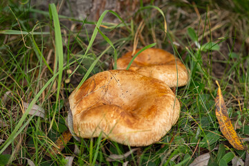 Two orange mushrooms growing in green grass in a forest on an autumn day. Concept of wild mushrooms, nature exploration and seasonal foraging in the woods