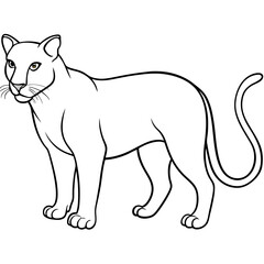 illustration of lion