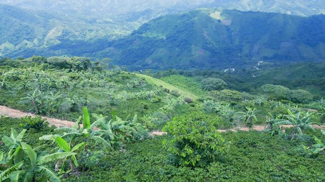 Monta&ntilde;as de Colombia- Cafetal Sierra Nevada de Santamarta 