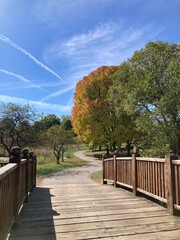 autumn in the park