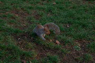 Cute squirrel at the park
