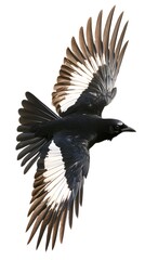 Fototapeta premium Greater Ani Vando Bird Flying on White Background, Photo Realistic, Wallpaper, Cover and Screen for Smartphone, PC, Laptop, 9:16 and 16:9 Format