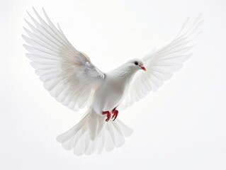 Fototapeta premium serene white dove in mid-flight against pure white background. graceful wingspan, soft feathers, and gentle curves captured in high-key photography. symbol of peace and purity.