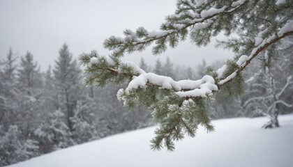 Obraz premium Enchanting winter morning with snow-covered pine branches against a soft pastel sky