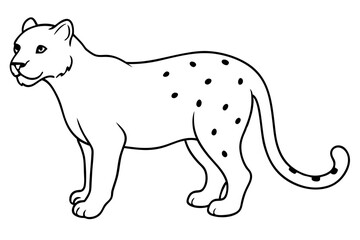 Snow Leopard vector illustration line art