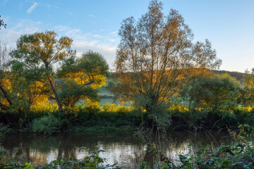 autumn trees in the park
