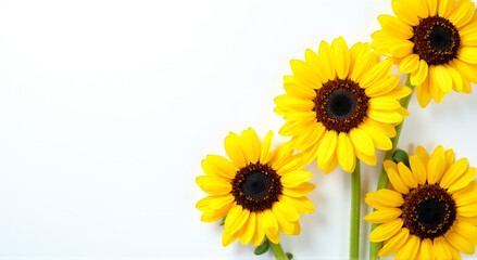 yellow sunflower isolated on white background