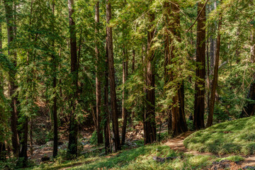 Redwood forest of California