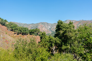 Fototapeta premium Big Sur, California Mountain range with forest