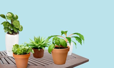 Stylish botany composition with fresh plants in different pots
