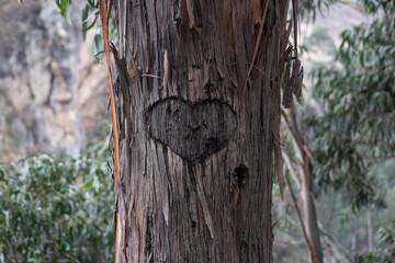 corazon tallado en un arbol con las iniciales de una pareja enamorada