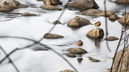 patos silvestres nadando en un rio empedrado de los andes peruanos