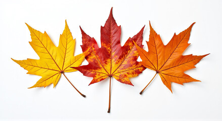 Fototapeta premium autumn maple leaf