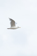 A Herring Gull Flies along the New Jersey Coast during fall