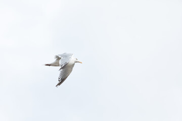 A Herring Gull Flies along the New Jersey Coast during fall