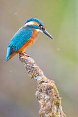 Zimorodek (Alcedo atthis) © Grzegorz
