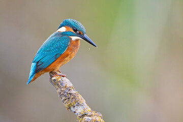 Zimorodek (Alcedo atthis)