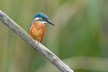 Zimorodek (Alcedo atthis) © Grzegorz