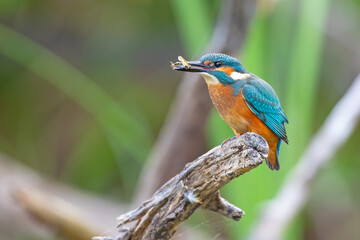 Zimorodek (Alcedo atthis) © Grzegorz