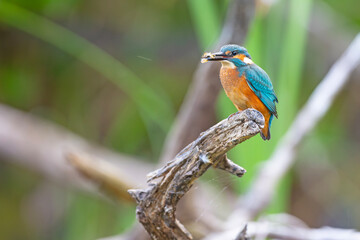 Zimorodek (Alcedo atthis) © Grzegorz