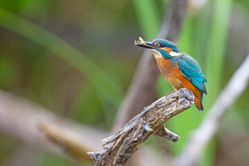 Zimorodek (Alcedo atthis) © Grzegorz